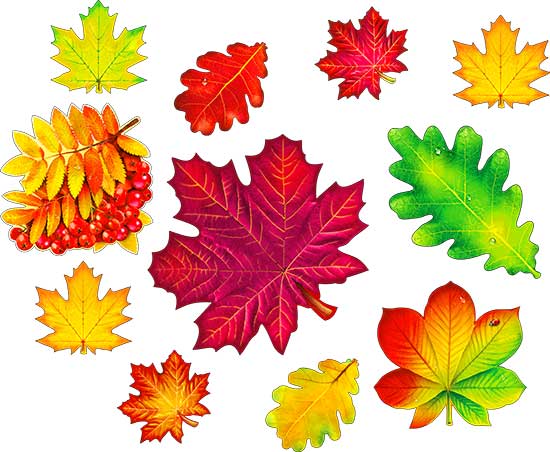 Украшение на скотче 'Листья осенние', (1;уп), N-01